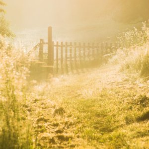 Morning Mist 2